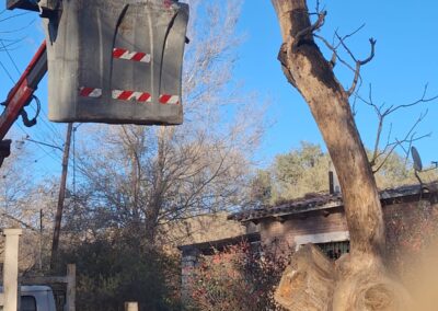 ASÍ REALIZAMOS LAS PODAS DE RAMAS Y ÁRBOLES PARA CUIDAR LAS REDES ELÉCTRICAS